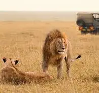 Lion Safari thumbnail 2